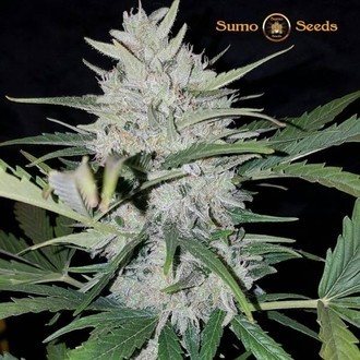 White Cheese Samonakvétací (Sumo Seeds) feminizovaná