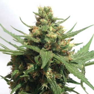 Sumo's OG Kush Auto (Sumo Seeds) feminizovaná