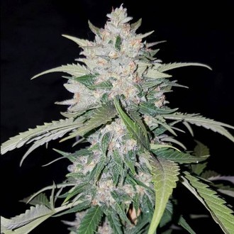 AK Full Auto (Sumo Seeds) feminizovaná