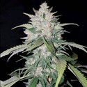 AK Full Auto (Sumo Seeds) feminizovaná