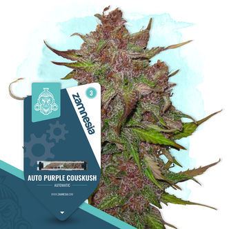 Auto Purple CousKush (Zamnesia Seeds) feminizovan&aacute;
