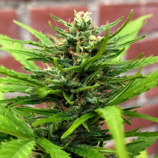 Auto Anthrax (BSB Genetics) Feminizovaná
