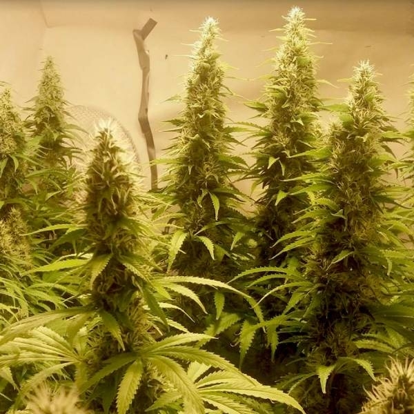 Cali Dream (BSB Genetics) feminizované