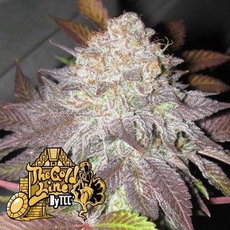 Fruit Cup (Cali Connection) feminizovan&aacute;