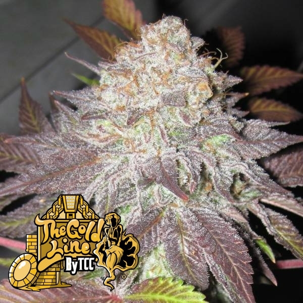 Fruit Cup (Cali Connection) feminizovaná