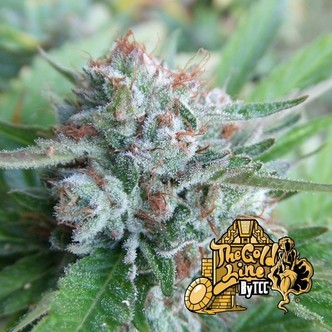 Bellini (Cali Connection) feminizovan&aacute;