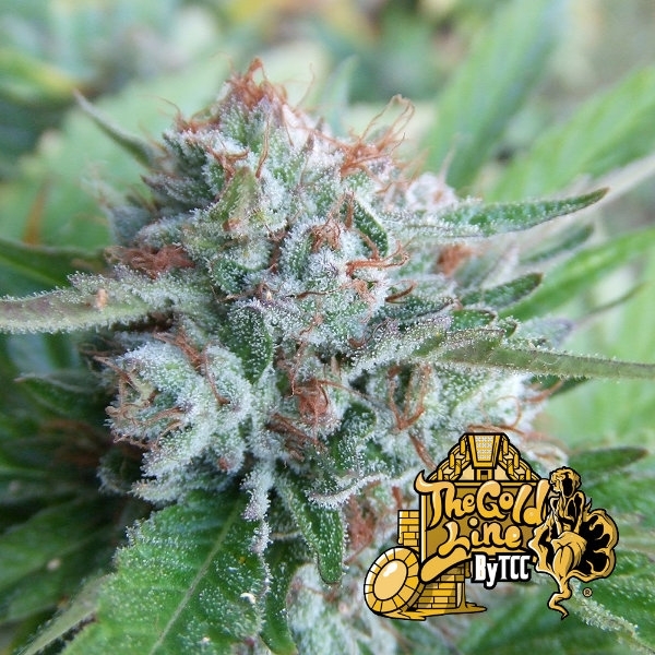 Bellini (Cali Connection) feminizovaná