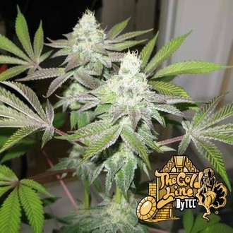 78 (Cali Connection) feminizovan&aacute;