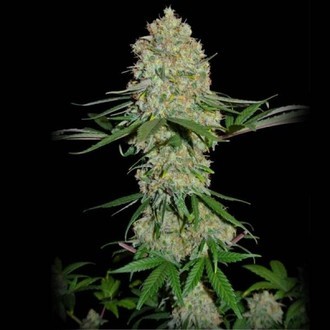 Silver Buddha Haze (Sumo Seeds) feminizovaná