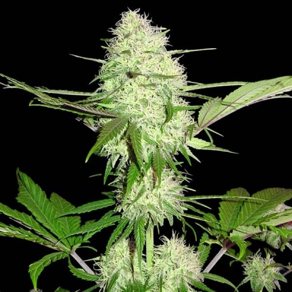 Silver Buddha Haze (Sumo Seeds) feminizovaná