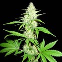Amnesia Ganja Haze (Sumo Seeds) feminizovaná