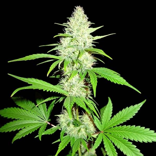 Amnesia Ganja Haze (Sumo Seeds) feminizovaná