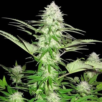 Sweet Harlem Diesel (Sumo Seeds) feminizovaná
