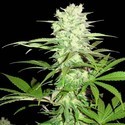 Thunderstruck (Sumo Seeds) feminizovaná