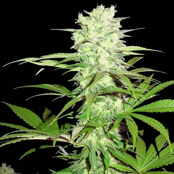 Thunderstruck (Sumo Seeds) feminizovaná