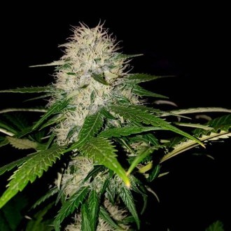 Sumo's OG Kush (Sumo Seeds) feminizovaná