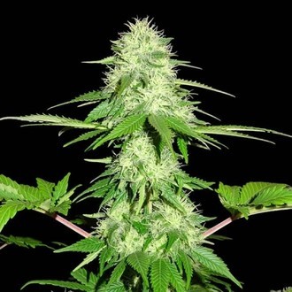 Appleberry (Sumo Seeds) feminizovaná