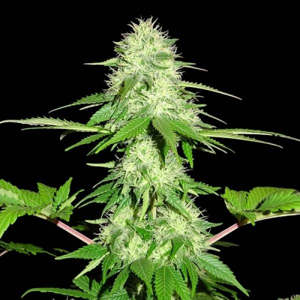 Appleberry (Sumo Seeds) feminizovaná
