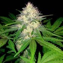 Berries & Cheese (Sumo Seeds) feminizovaná
