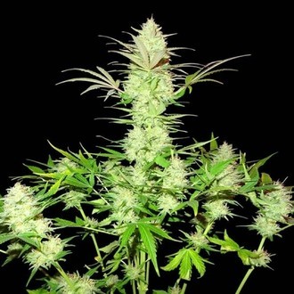 Ultimate AK (Sumo Seeds) feminizovaná