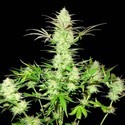 Ultimate AK (Sumo Seeds) feminizovaná