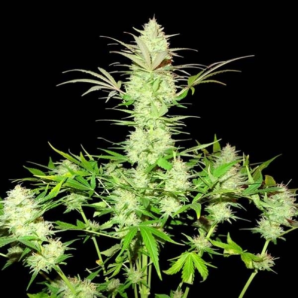 Ultimate AK (Sumo Seeds) feminizovaná