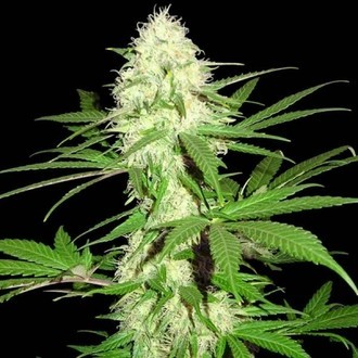 Sumo's Big Bud (Sumo Seeds) feminizovaná