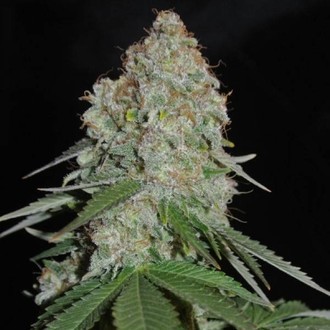 White Widow Original (Sumo Seeds) feminizovaná