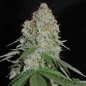White Widow Original (Sumo Seeds) feminizovaná