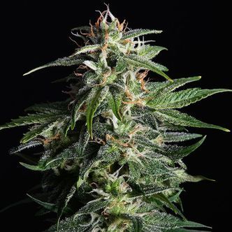 Swiss Dream Auto CBD (Kannabia) feminizovan&aacute;