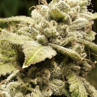Gorilla x White Widow (Expert Seeds) feminizovan&aacute;