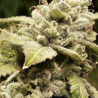 Gorilla x White Widow (Expert Seeds) feminizovan&aacute;