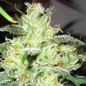 Gorilla x Cheese (Expert Seeds) feminizovaná