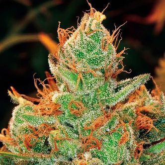 Gorilla x Lilly (Expert Seeds) feminizovan&aacute;