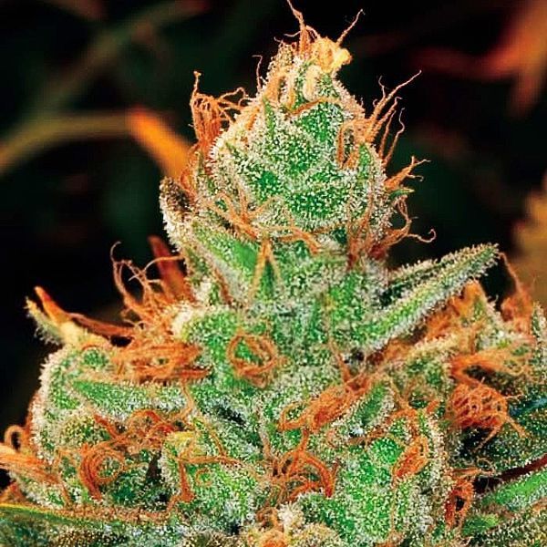 Gorilla x Lilly (Expert Seeds) feminizovaná