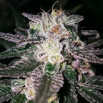 Gorilla Cookies (Expert Seeds) feminizovan&aacute;
