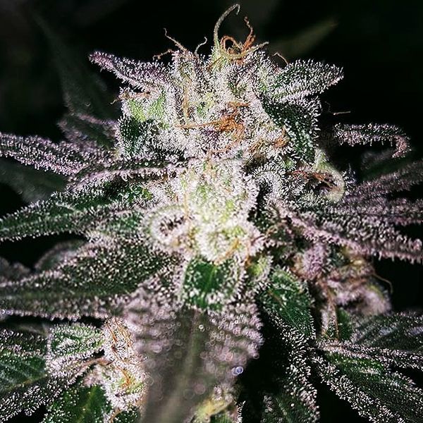 Gorilla Cookies (Expert Seeds) feminizovaná