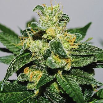White Gold (Expert Seeds) feminizovan&aacute;