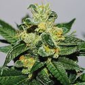 White Gold (Expert Seeds) feminizovaná