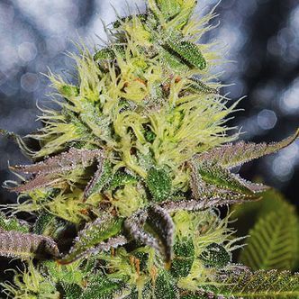 Sweet Zombie (Expert Seeds) feminizovan&aacute;
