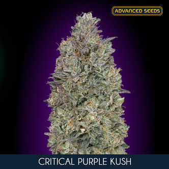 Critical Purple Kush (Advanced Seeds) feminizovan&aacute;