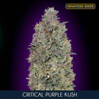 Critical Purple Kush (Advanced Seeds) feminizovan&aacute;