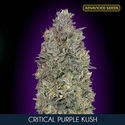 Critical Purple Kush (Advanced Seeds) feminizovaná