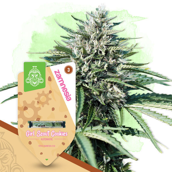Girl Scout Cookies Samonakvétací (Zamnesia Seeds) feminizovaná