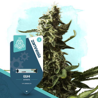 GG#4 Samonakv&eacute;tac&iacute; (Zamnesia Seeds) feminizovan&aacute;