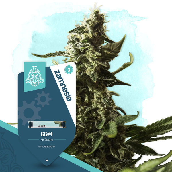 GG#4 Samonakvétací (Zamnesia Seeds) feminizovaná