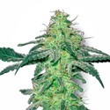 White Skunk (White Label) feminizovaná