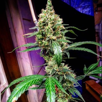Mandarine Dream XL Samonakv&eacute;tac&iacute; (BSB Genetics) Feminizovan&aacute;