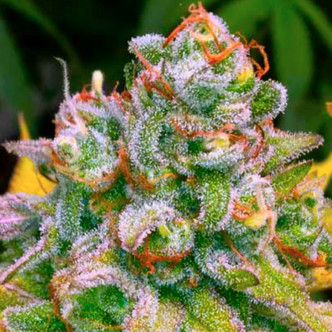 24K Tangie (BSB Genetics) feminizovan&aacute;