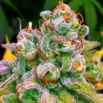 24K Tangie (BSB Genetics) feminizovan&aacute;